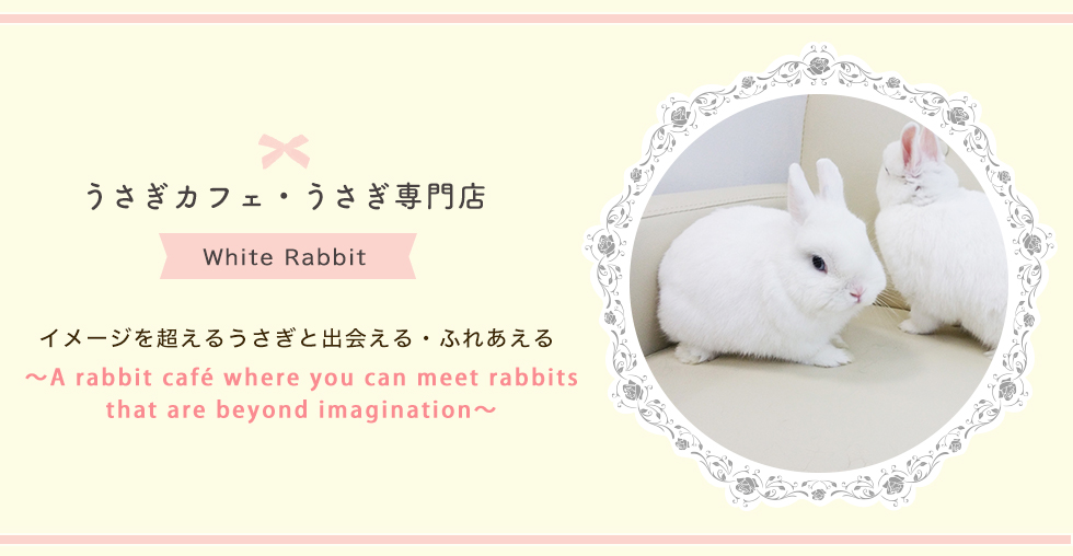 カフェ うさぎ うさぎカフェ・うさぎ専門店White Rabbit