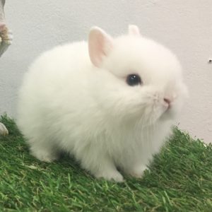 ネザーランドドワーフの赤ちゃん写真更新 うさぎカフェ うさぎ専門店 White Rabbit