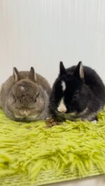 お問い合わせ（24時間受付中） | うさぎ専門ブリーダー White Rabbit