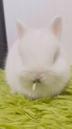 お問い合わせ（24時間受付中） | うさぎ専門ブリーダー White Rabbit